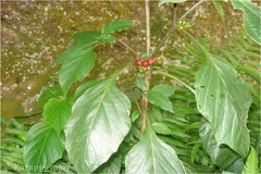 Solanum denticulatum